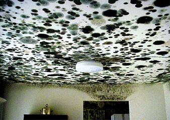 How do you kill mold in the house?